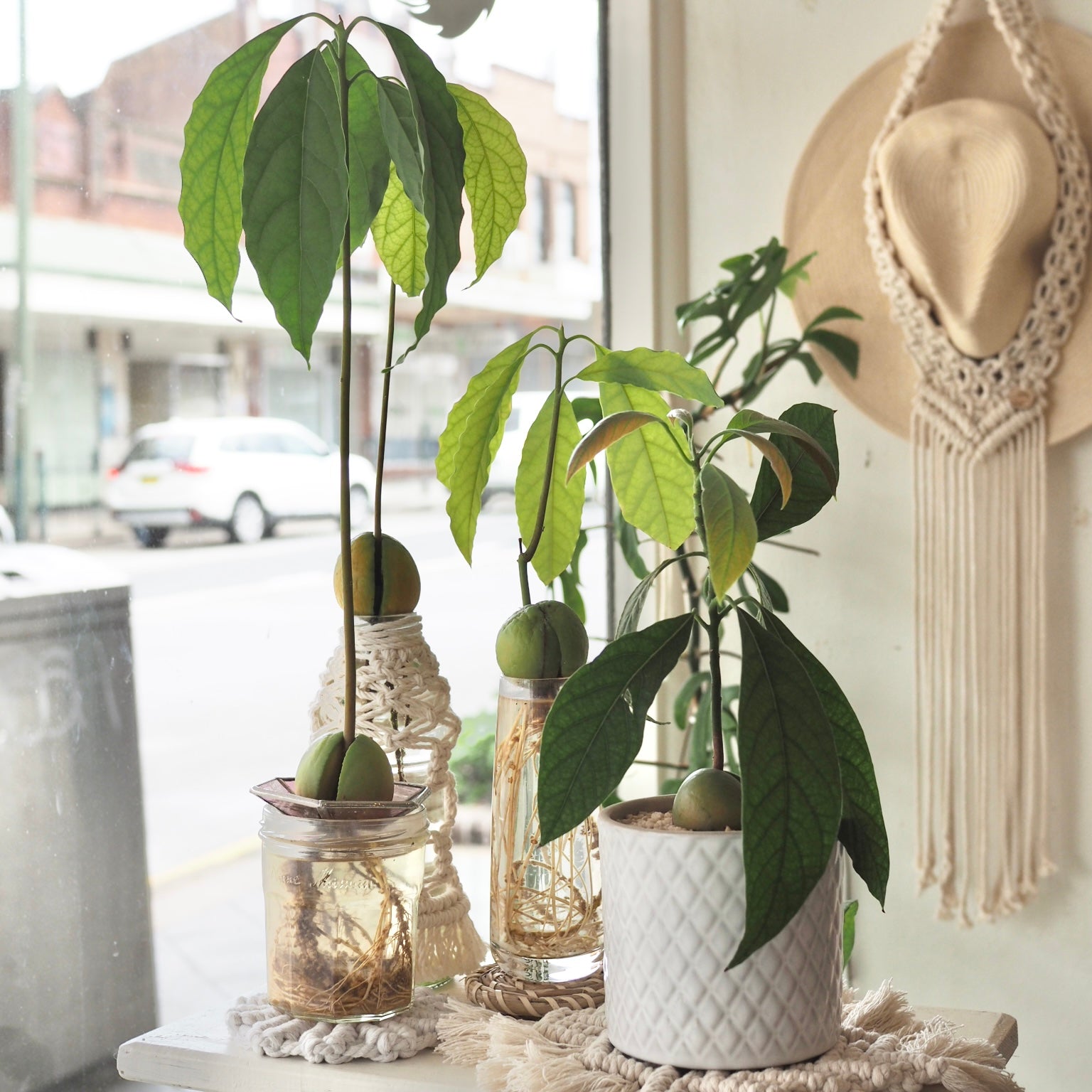 bucida buceras indoor plant Shady Lady Tree From Single Stem, Bucida Buceras, Black Olive main image 0