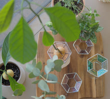 Load image into Gallery viewer, Avocado plant, Propagation cone, Roku, Avocado propagation cone, grow avocado, free indoor plant, life hack, stained glass, handmade, locally made, Sydney, Dulwich Hill, Australia, PidegoArt