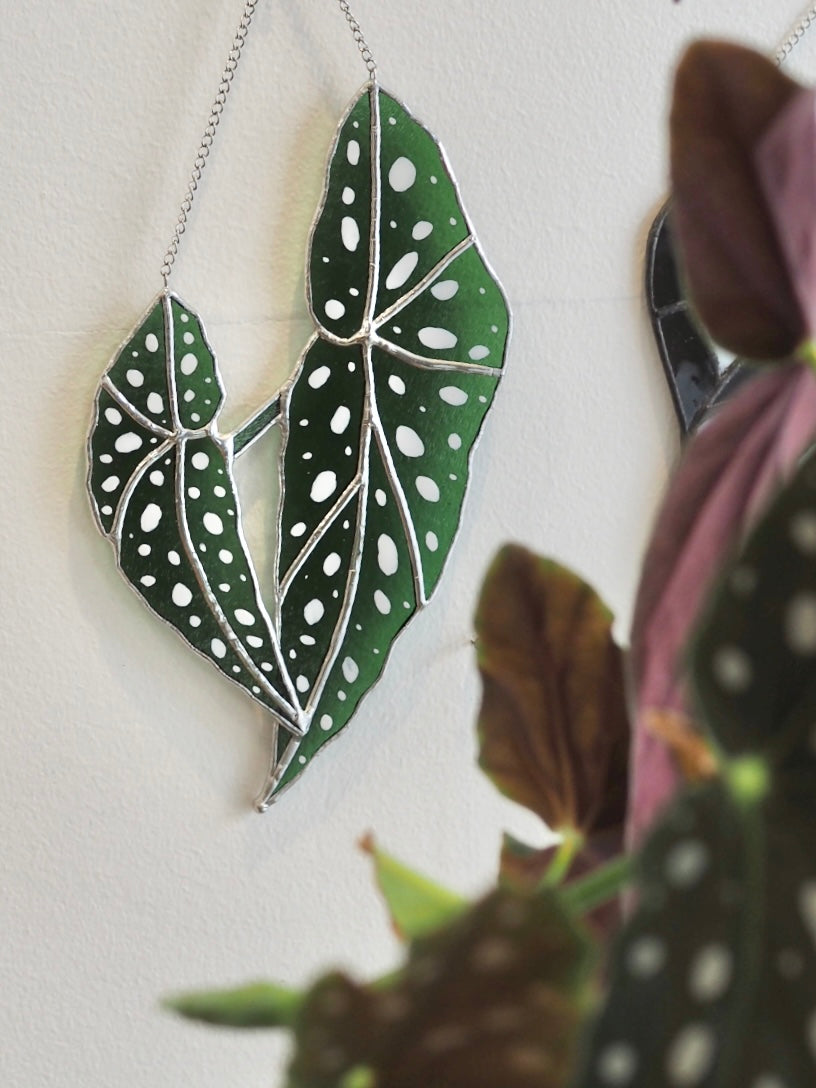 Stained Glass Polka Dot Begonia leaves | Gift idea