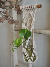 Load image into Gallery viewer, Mini Macrame Plant Hanger with hydro Devil&#39;s Ivy, handmade, Tasmanian Oak Dowel, Dulwich Hill Sydney PidegoArt
